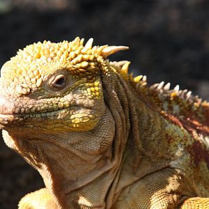 Iguana- February 2012