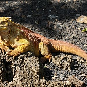 Iguana- February 2012