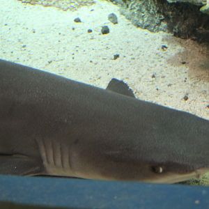 New York Aquarium- Shark ID