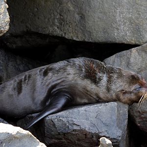 Galápagos fur seal (Arctocephalus galapagoensis) 2012