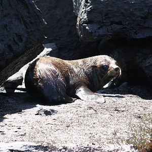 Galápagos fur seal (Arctocephalus galapagoensis) 2012