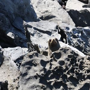 Galápagos fur seal (Arctocephalus galapagoensis) 2012