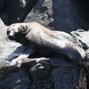 Galápagos fur seal (Arctocephalus galapagoensis) 2012