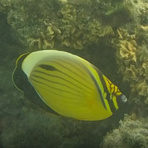 Black-tail butterflyfish - Chaetodon austriacus