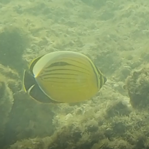 Black-tail butterflyfish - Chaetodon austriacus