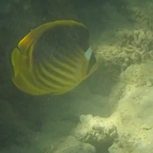 Red Sea raccoon butterflyfish - Chaetodon fasciatus