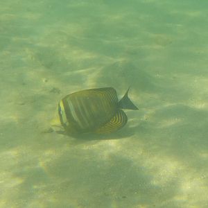 Indian Ocean sailfin tang