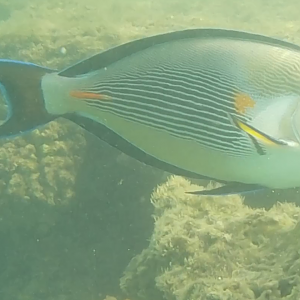 Sohal surgeonfish