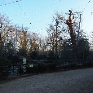 Vulture aviary (Jan 20th, 2019)