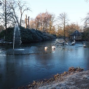 Dalmatian and Great white pelican pond (Jan 20th, 2019)
