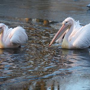 Great white pelicans (Pelecanus onocrotalus), Jan 20th, 2019