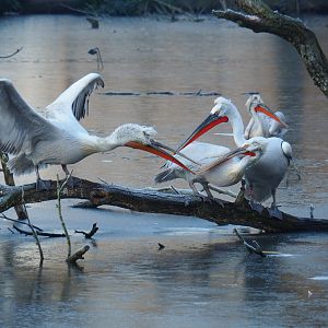 Dalmatian pelicans (Pelecanus crispus), Jan 20th, 2019