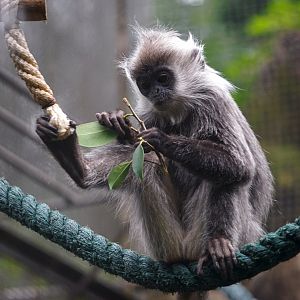 Indo-Chinese silver langur