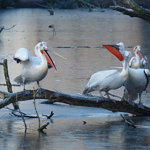 Dalmatian pelicans (Pelecanus crispus), Jan 20th, 2019