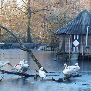 Pelican shack and Dalmatian pelicans (Pelecanus crispus), Jan 20th, 2019