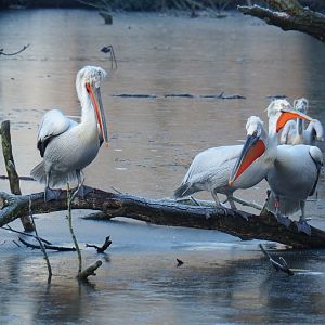 Dalmatian pelicans (Pelecanus crispus), Jan 20th, 2019