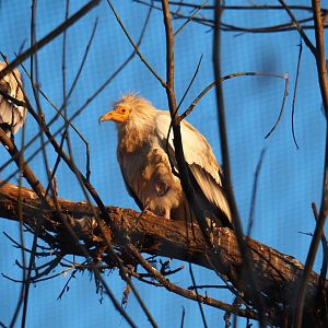 Egyptian vulture (Neophron percnopterus), Jan 20th, 2019