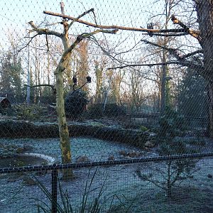 Vulture aviary (Jan 20th, 2019)