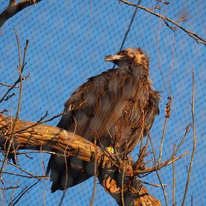 Cinereous vulture (Aegypius monachus), Jan 20th, 2019