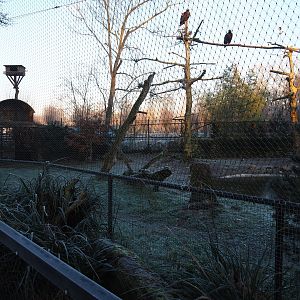 Vulture aviary (Jan 20th, 2019)