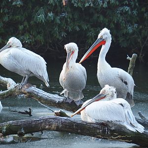 Dalmatian pelicans (Pelecanus crispus), Jan 20th, 2019
