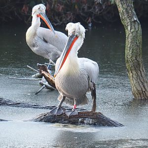 Dalmatian pelican (Pelecanus crispus), Jan 20th, 2019