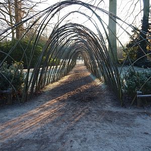 Living willow igloo (Jan 20th, 2019)