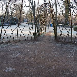 Living willow igloo (Jan 20th, 2019)