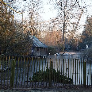 Dalmatian and Great while pelican pond (Jan 20th, 2019)