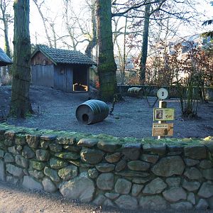 Raccoon exhibit (Jan 20th, 2019)