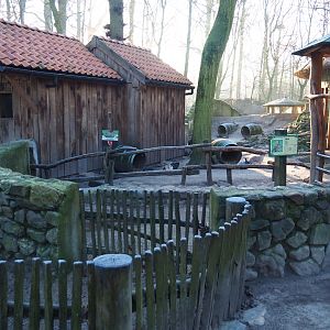 Domestic rabbit exhibit (Jan 20th, 2019)