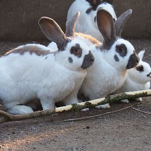 Domestic rabbits (Oryctolagus cuniculus domesticus), Jan 20th, 2019