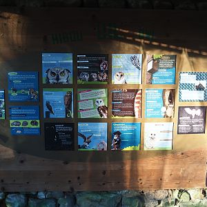 Education on owls (Jan 20th, 2019)