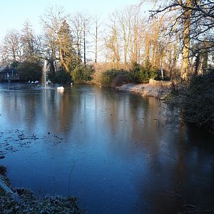 Dalmatian and Great white pelican pond (Jan 20th, 2019)