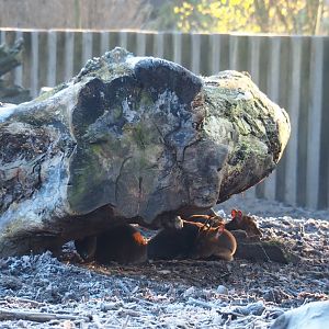 Reeves' muntjacs under big tree trunk (Jan 20th, 2019)