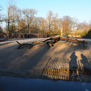 Przewalski's wild horse paddock (Jan 20th, 2019)