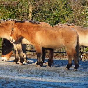 Przewalski's wild horses (Equus ferus przewalskii), Jan 20th, 2019