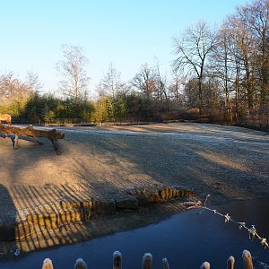 Przewalski's wild horse paddock (Jan 20th, 2019)