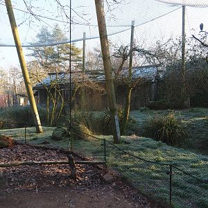 Australian waterside aviary (Jan 20th, 2019)