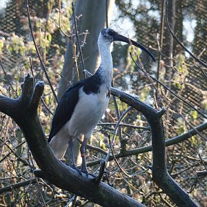 Straw-necked ibis (Threskiornis spinicollis), Jan 20th, 2019
