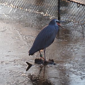 White-faced heron (Egretta novaehollandiae), Jan 20th, 2019