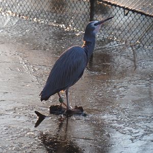 White-faced heron (Egretta novaehollandiae), Jan 20th, 2019