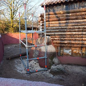 Common wombat exhibit renovations (Jan 20th, 2019)