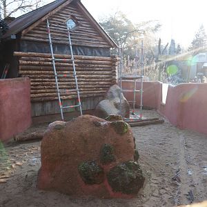 Common wombat exhibit renovations (Jan 20th, 2019)
