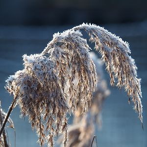 Befrosted common reed (Phragmites australis) panicle  (Jan 20th, 2019)