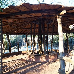 New Red kangaroo - Swamp wallaby - Emu viewing shelter (Jan 20th, 2019)