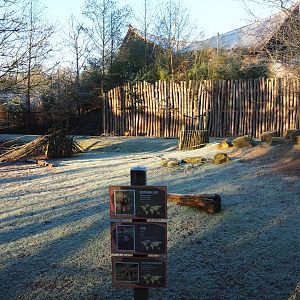Red kangaroo - Swamp wallaby - Emu paddock (Jan 20th, 2019)