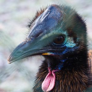 Juvenile double-wattled cassowary (Casuarius casuarius), Jan 20th, 2019