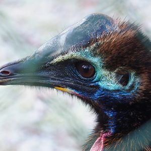 Juvenile Double-wattled cassowary (Casuarius casuarius), Jan 20th, 2019