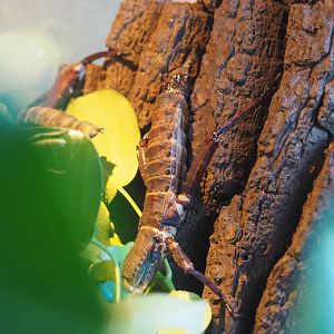 Adult female Eurycantha calcarata (Jan 20th, 2019)